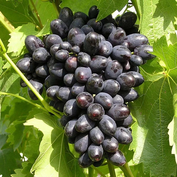 Виноград плодовый Кодрянка фото 1 