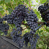 Виноград плодовый Кодрянка фото 3 