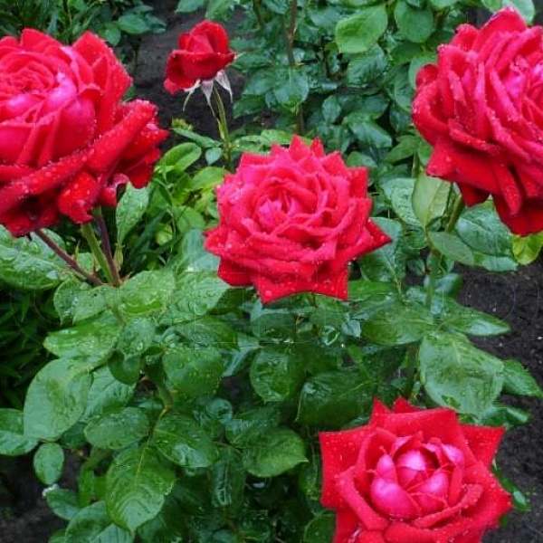 Роза чайно-гибридная Бургунд фото 2 